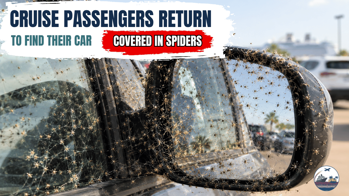 Car door mirror and window covered in baby spiders